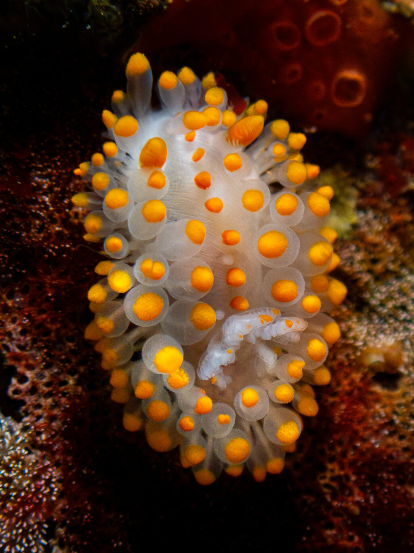 Limacia — Océano Austral